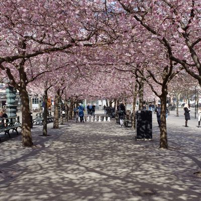 Sakura / Pandemic