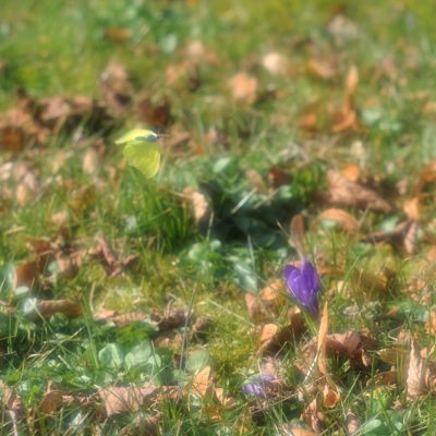 Soft spring