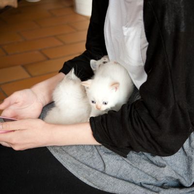 Hanna & kittens