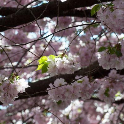 Sakura 2022