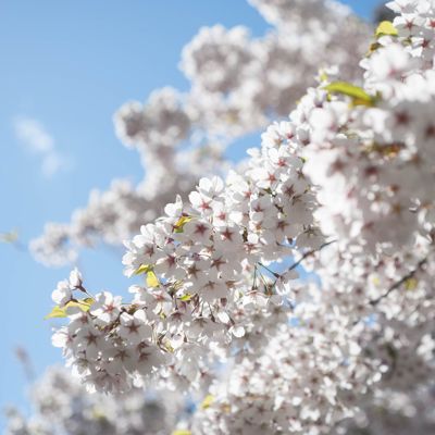 Sakura 2015 bookend