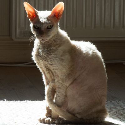 Ester, maj 2020