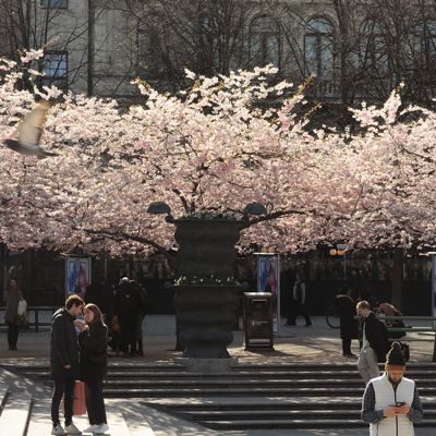 Sakura 2023