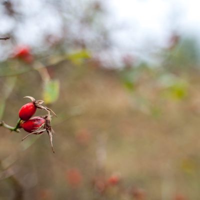 Rose hip bokeh wash