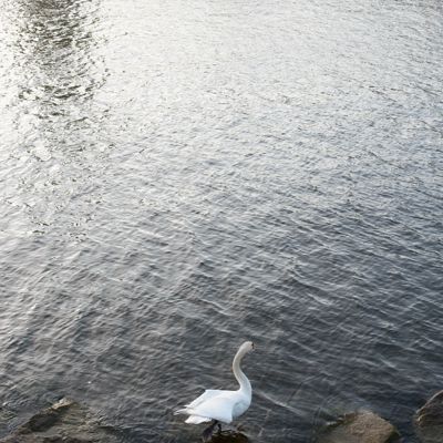 Hammarby sjö