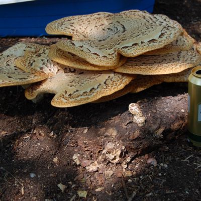 fungus humoungus