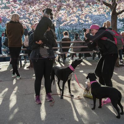 Kungsträdgården / it's a dog's (model) life