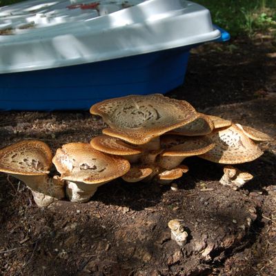 Mushrooms