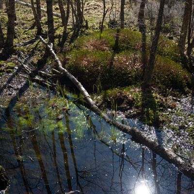 Kärret
