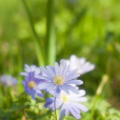Test - Nikon Soft Filter 2