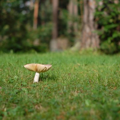 shroom