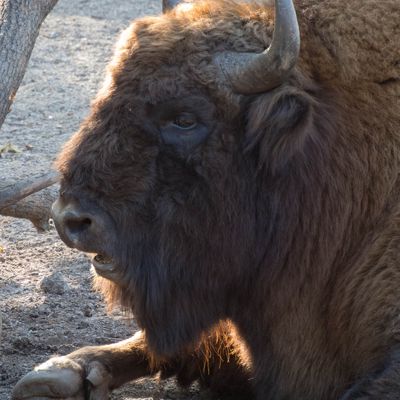 Wisent