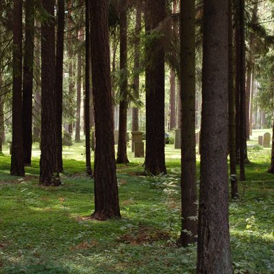 in  the pines