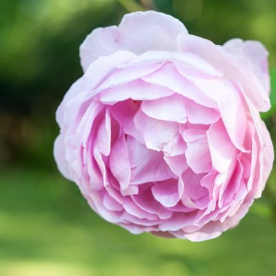 Rose planet in bokeh space