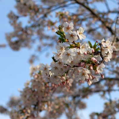 cherry blossoms