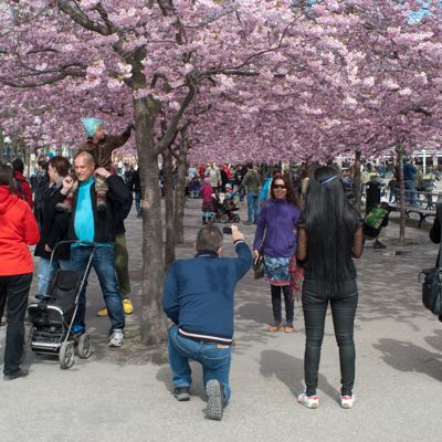 Kungsträdgården