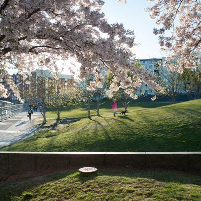 Luma torg