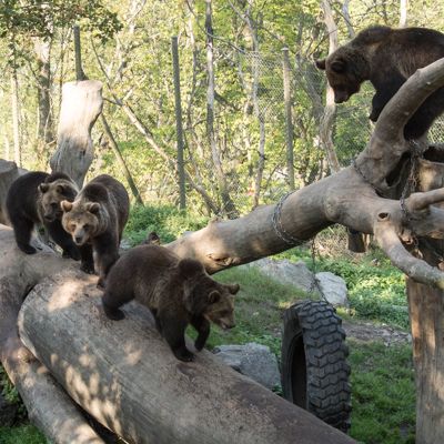 Bears at Skansen
