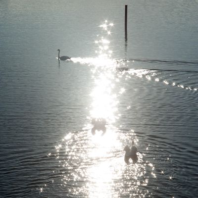 Djurgårdsbrunnsviken