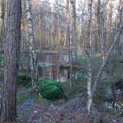 the ancestral bog