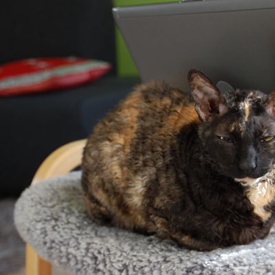 Sindy on the footrest