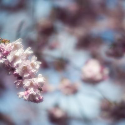 Soft cherry blossoms / Soft sakura 1