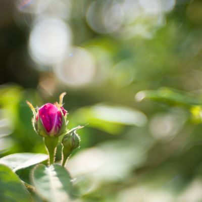 Rosebud bokeh wash