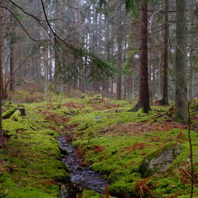 Stensund / mossy Velvia (emulation)