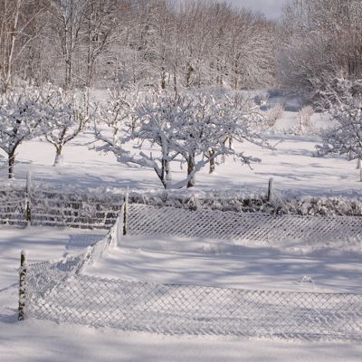 orchard in snow