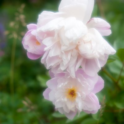 Soft peony