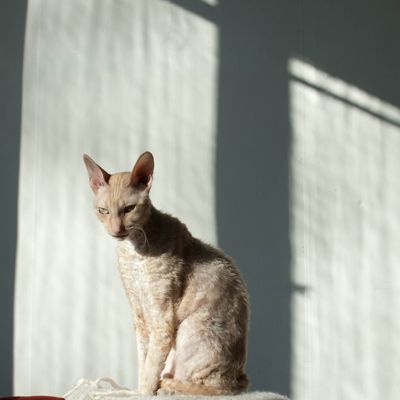 Sindy