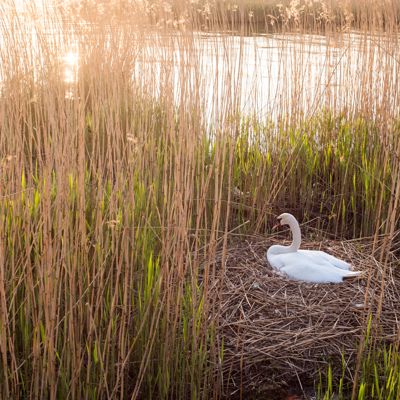 Hammarby sjöstad