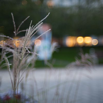 Bokeh Thursday