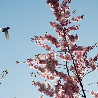 Sakura 2021 begins
