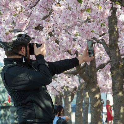 Head in the clouds II / Sakura 2019